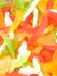 Jelly Safari Sweets - Heavenly Delights - 900g Tub - Islamic Impressions